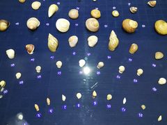 -青岛贝壳博物馆