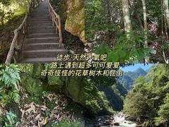 -炎陵县神农谷国家森林公园