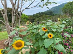 -深圳仙湖植物园-停车场