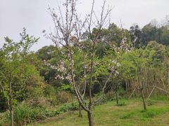 -天花井景区