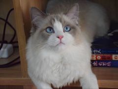 -东方名猫馆·英短金渐层布偶猫舍(环线广场1号楼店)