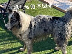 -爪吧宠物乐园·宠物泳池(温榆河示范区店)
