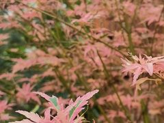 -中国科学院华南植物园