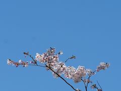 -上海滨江森林公园