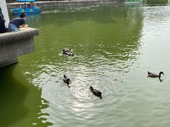 -团结湖公园