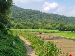 -八卦田遗址公园