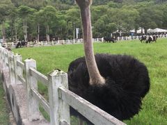 -瑞穗牧场