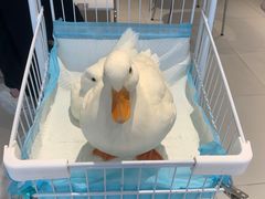 -怪兽屋·羊驼·猫咖·狗咖(俊华广场店)