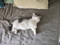 -欣宠猫屋·矮脚拿破仑·蓝金金渐层