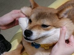 -逗柴咖啡屋·狗咖猫咖宠物桌游