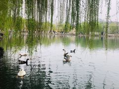 -百花洲