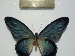 -上海昆虫博物馆