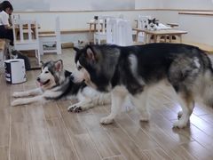 -李小姐の猫咖啡馆(五角场店)