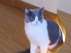 -猫にゃん · 猫的隐藏屋猫咖(麦地旗舰店)