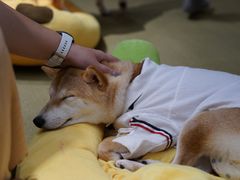 -逗柴咖啡屋·狗咖猫咖宠物桌游