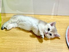 -青奢宠物·青奢猫舍