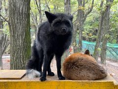 -宫城藏王狐狸村