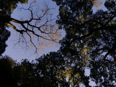 -缙云山景区