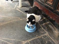 -Anne猫窝咖啡屋
