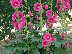 花开-永定河休闲森林公园