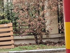 -麦当劳(友谊路得来速店)