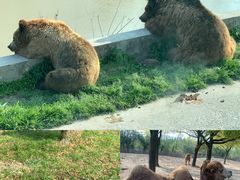 -上海野生动物园