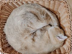 -共舞时光猫咖·狗咖(新街口店)