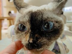 -藏猫猫咖啡主题馆(中央大道店)