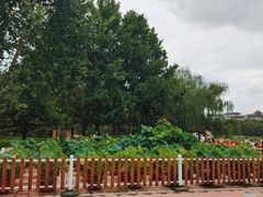 -莲花池公园