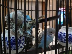 -江门新会碧桂园凤悦凤凰酒店(万达广场店)
