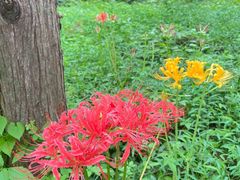 -黄海国家森林公园