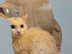 -芭比堂宠物医院·全科爱猫医院·仁德分院
