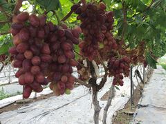 -金谷域澳洲庄园