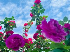 -金科花卉市场