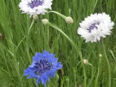 -春花秋色城市公园