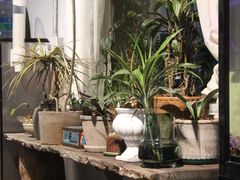 -蓝山四季西餐植物店