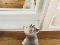 -东方名猫馆·英短金渐层布偶猫舍(环线广场1号楼店)