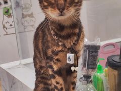 -楼上猫咖(罗湖店)