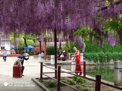 -嘉定紫藤园
