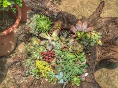 -金陵花卉交易市场