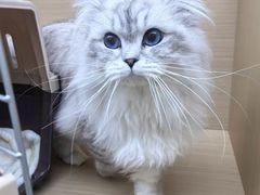 -瑞鹏宠物医院·眼科·皮肤·中兽医(大悦城分院)