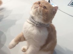 -糯米喵星人·撸猫猫舍咖啡馆(西市场嘉华店)