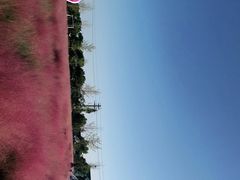 -鹅湖玫瑰文化园