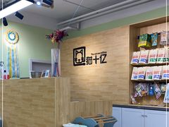 -猫十亿·布偶金渐层·曼基康矮脚猫舍(青年路店)