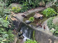 -新加坡飞禽公园