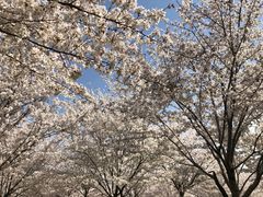 -古柏渡飞黄旅游区