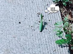-北京凤凰岭