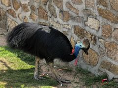 -西霞口神雕山野生动物世界