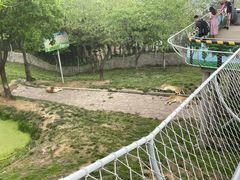 -西霞口神雕山野生动物世界