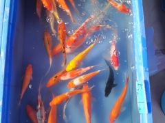 -清平路水族市场